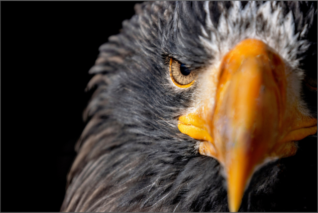 Main image Piercing Gaze
