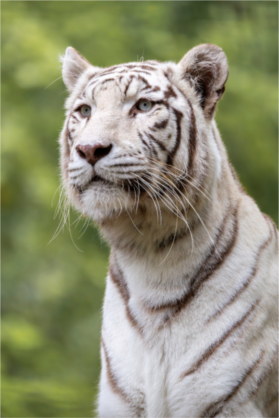 Main image Gaze of the White King