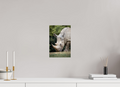20 x 30 cm, Fine Art Print auf Alu-Dibond Gentle Grazer