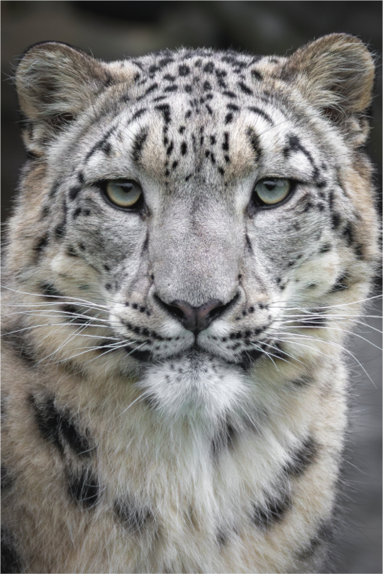 Main image Gentle Curiosity