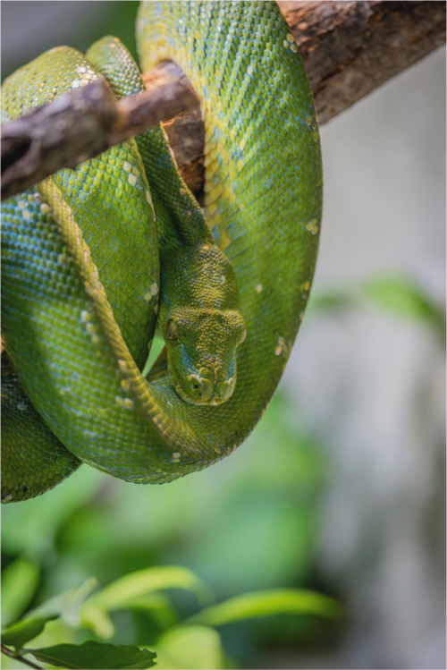 Coiled in Green – Grüner Baumpython