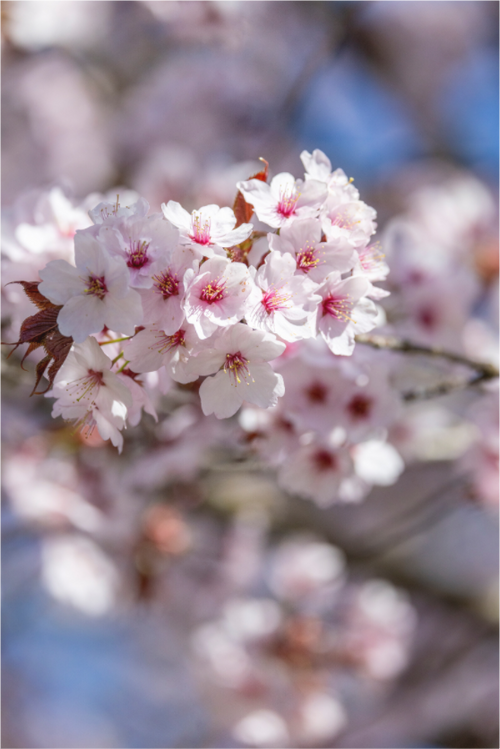 Cherry Blossom – Kirschblüten
