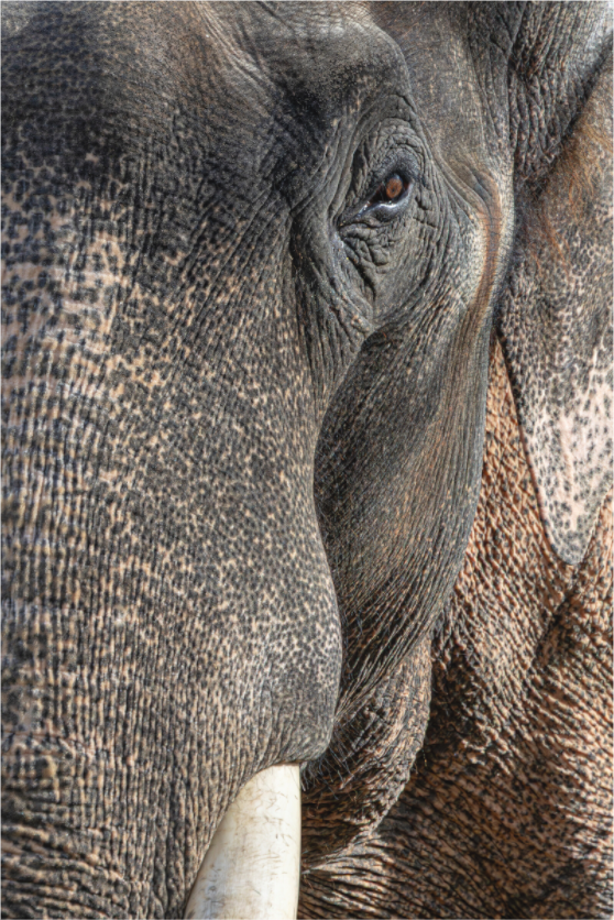 Main image Soul of the Elephant