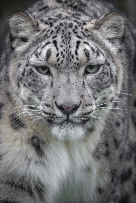 Main image Unbroken Gaze