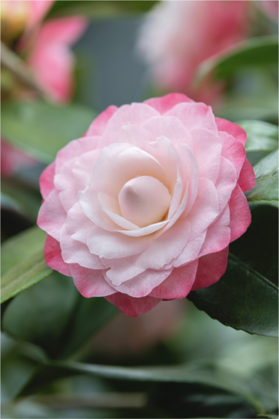 Main image Timeless Bloom