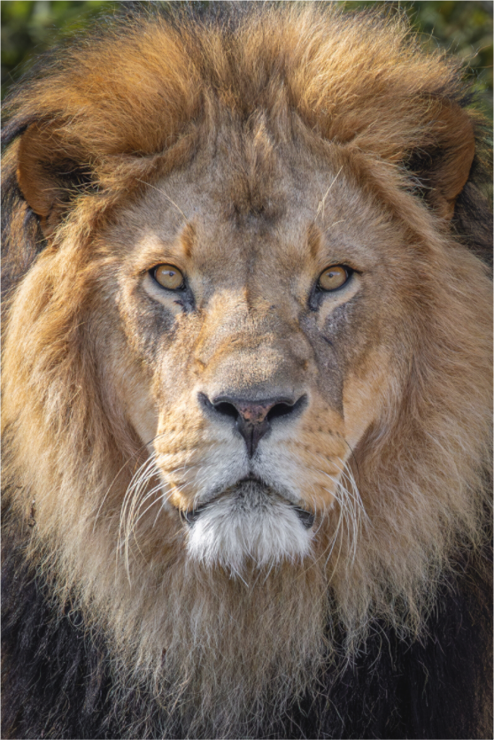 Main image Eternal King