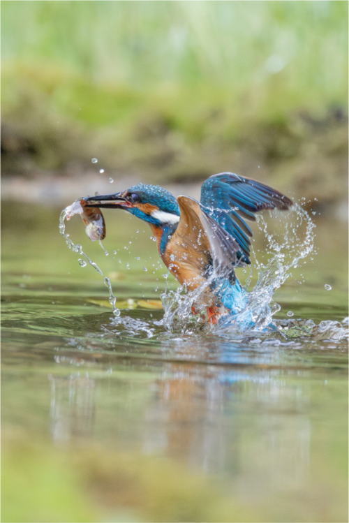 Catch of the Day – Eisvogel mit Fisch beim Auftauchen aus dem Wasser