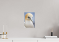 20 x 30 cm, Fine-Art Print Matt Seabird Majesty
