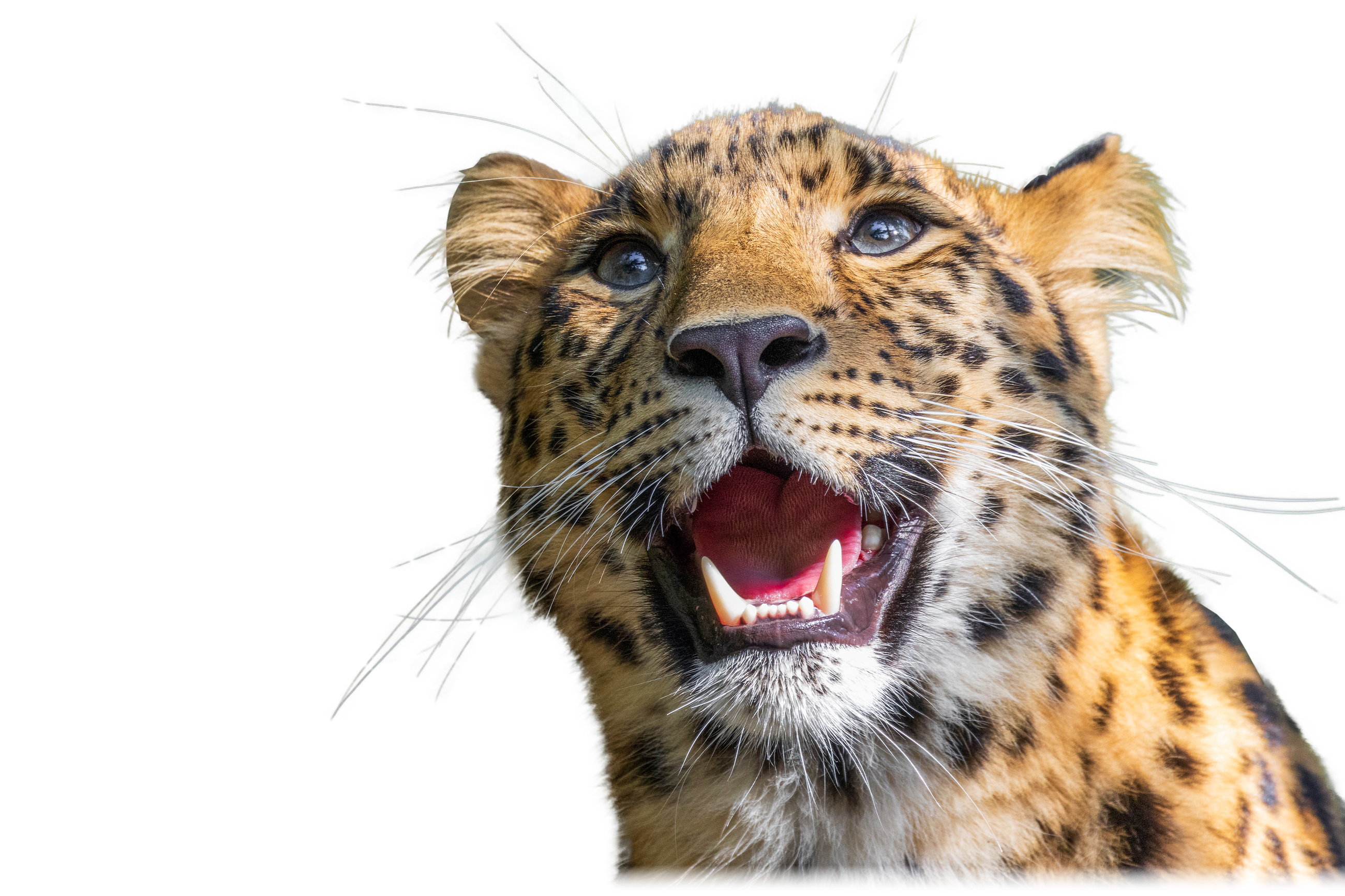 Freigestellter Amur Leopard für das Tierlexikon