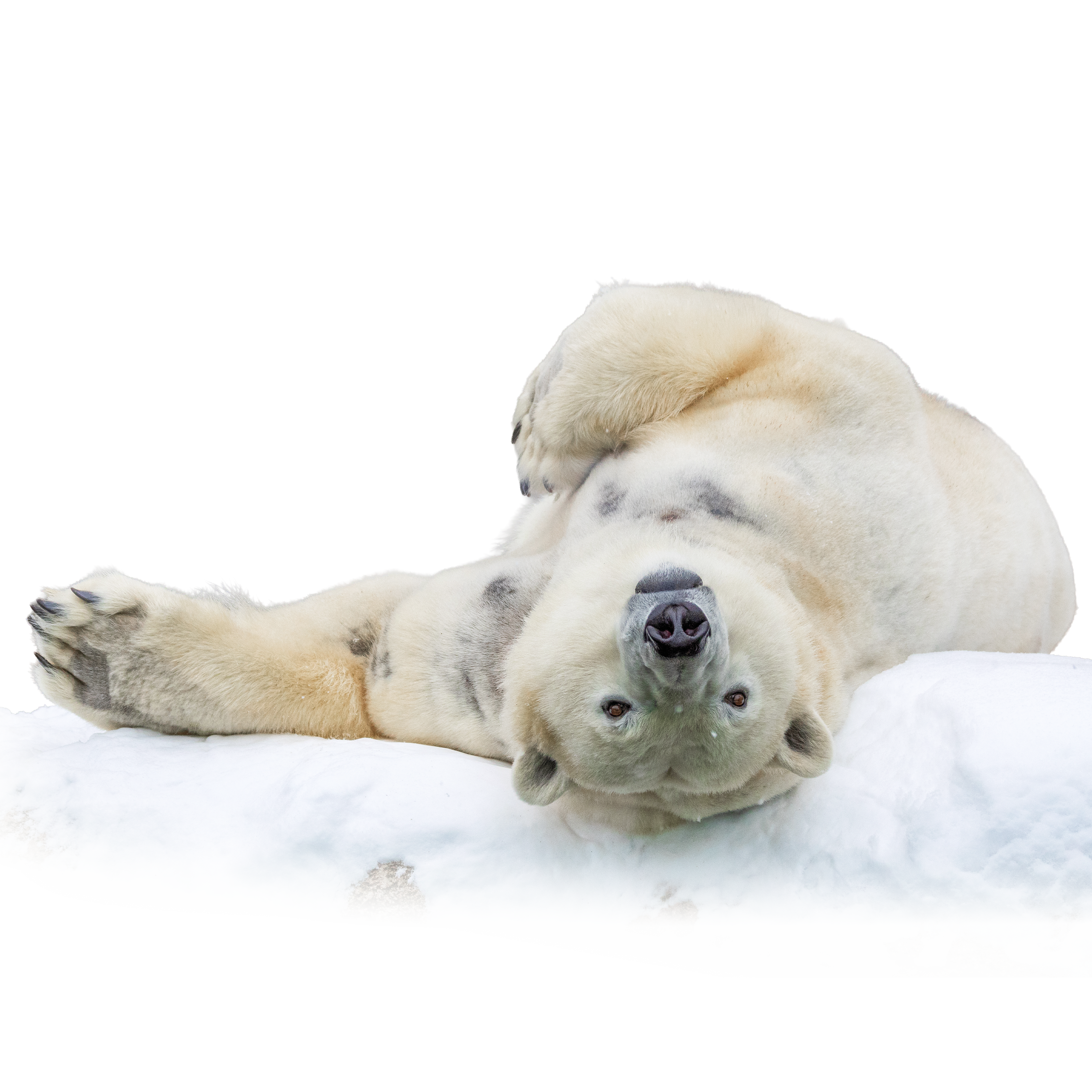 Freigestellter Eisbär für das Tierlexikon