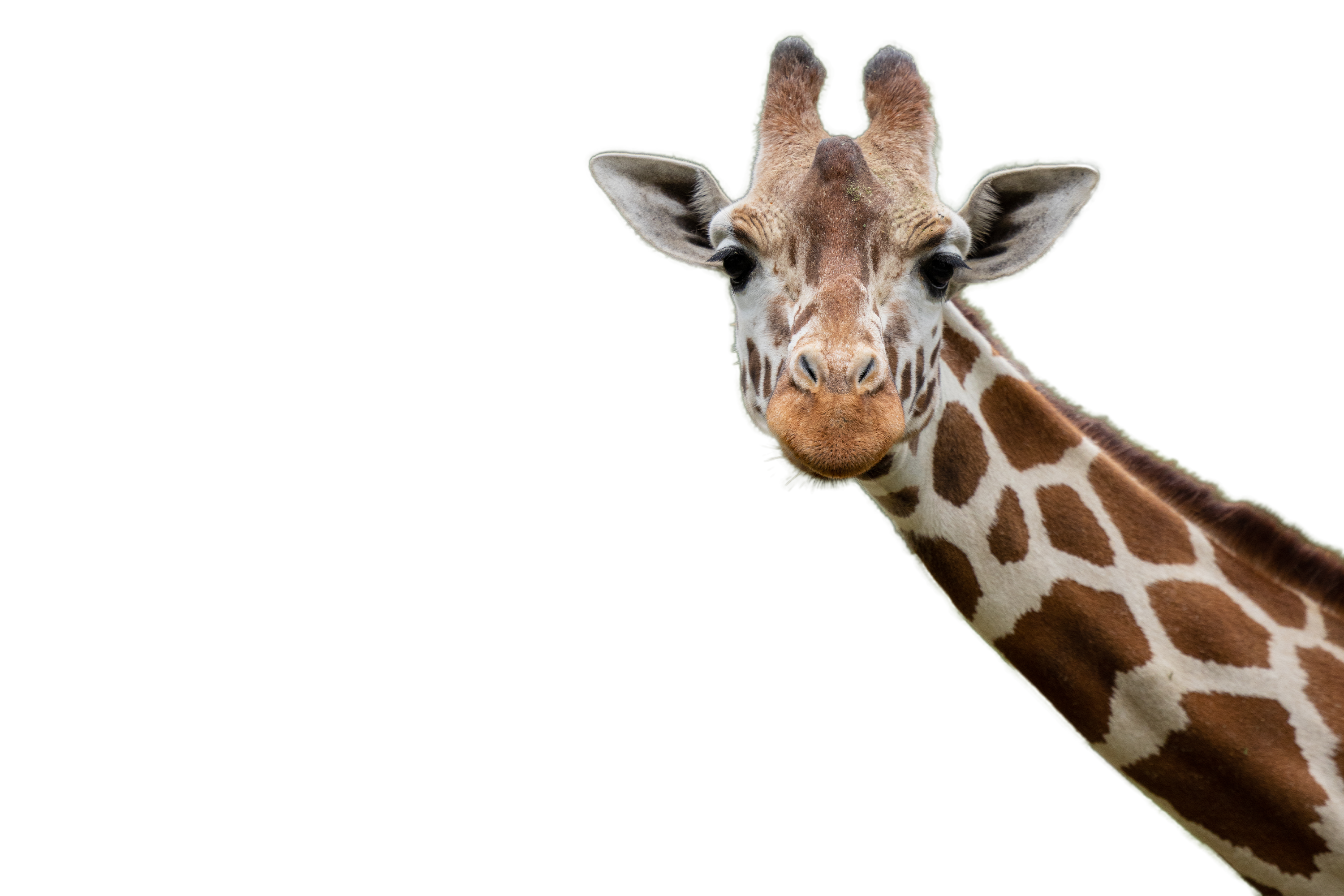 Freigestellte Giraffe für das Tierlexikon