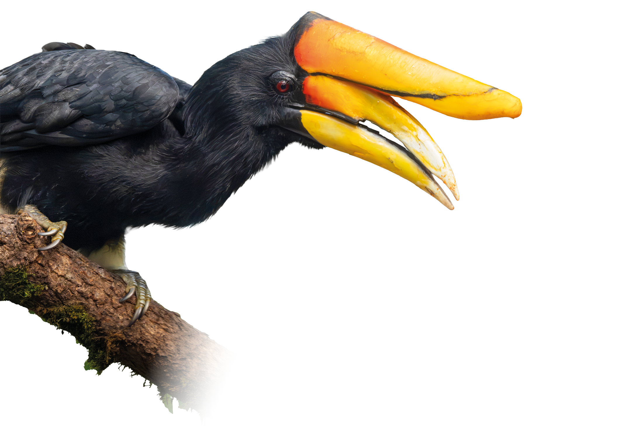Freigestellter großer Nashornvogel für das Tierlexikon