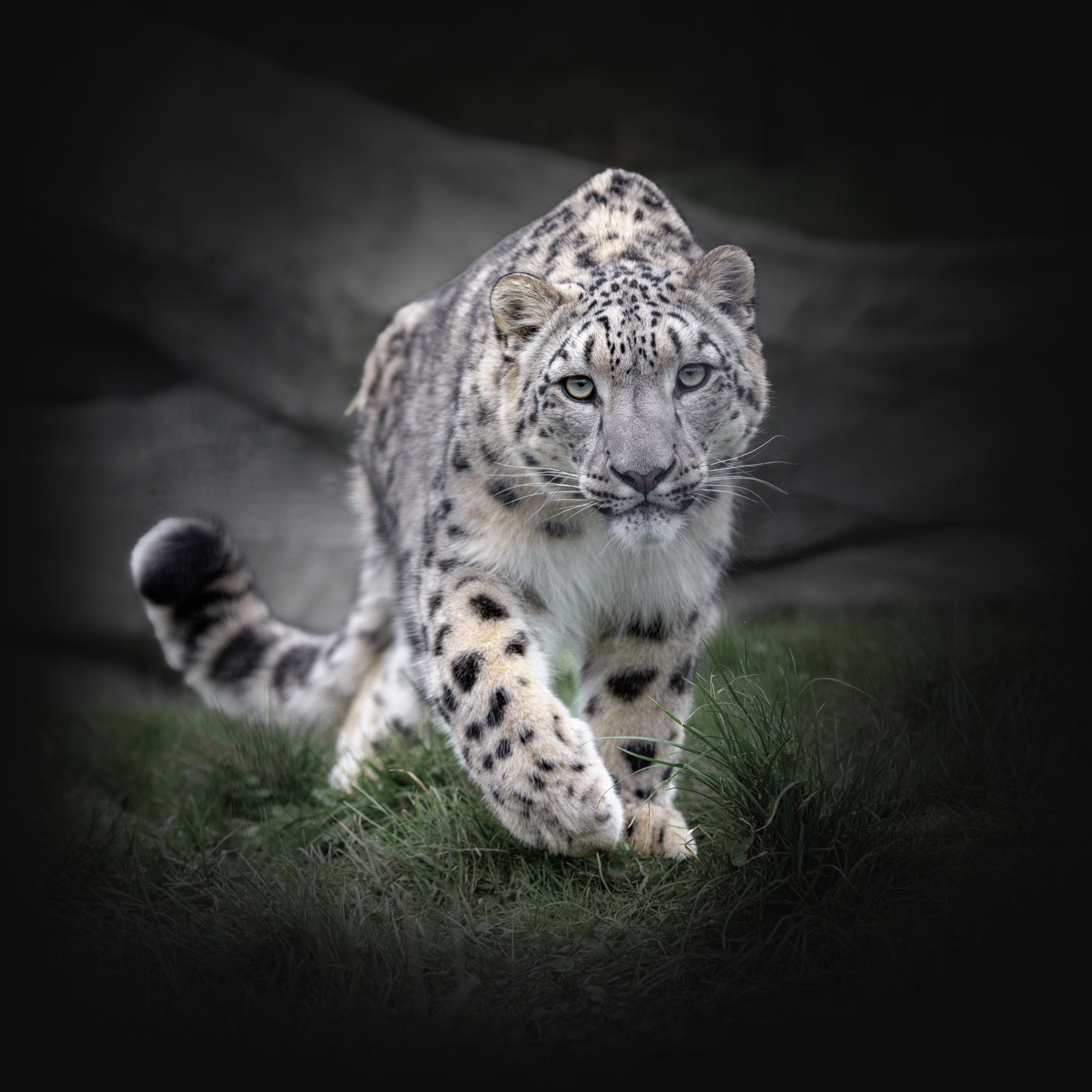 Schneeleopard als Tierportrait