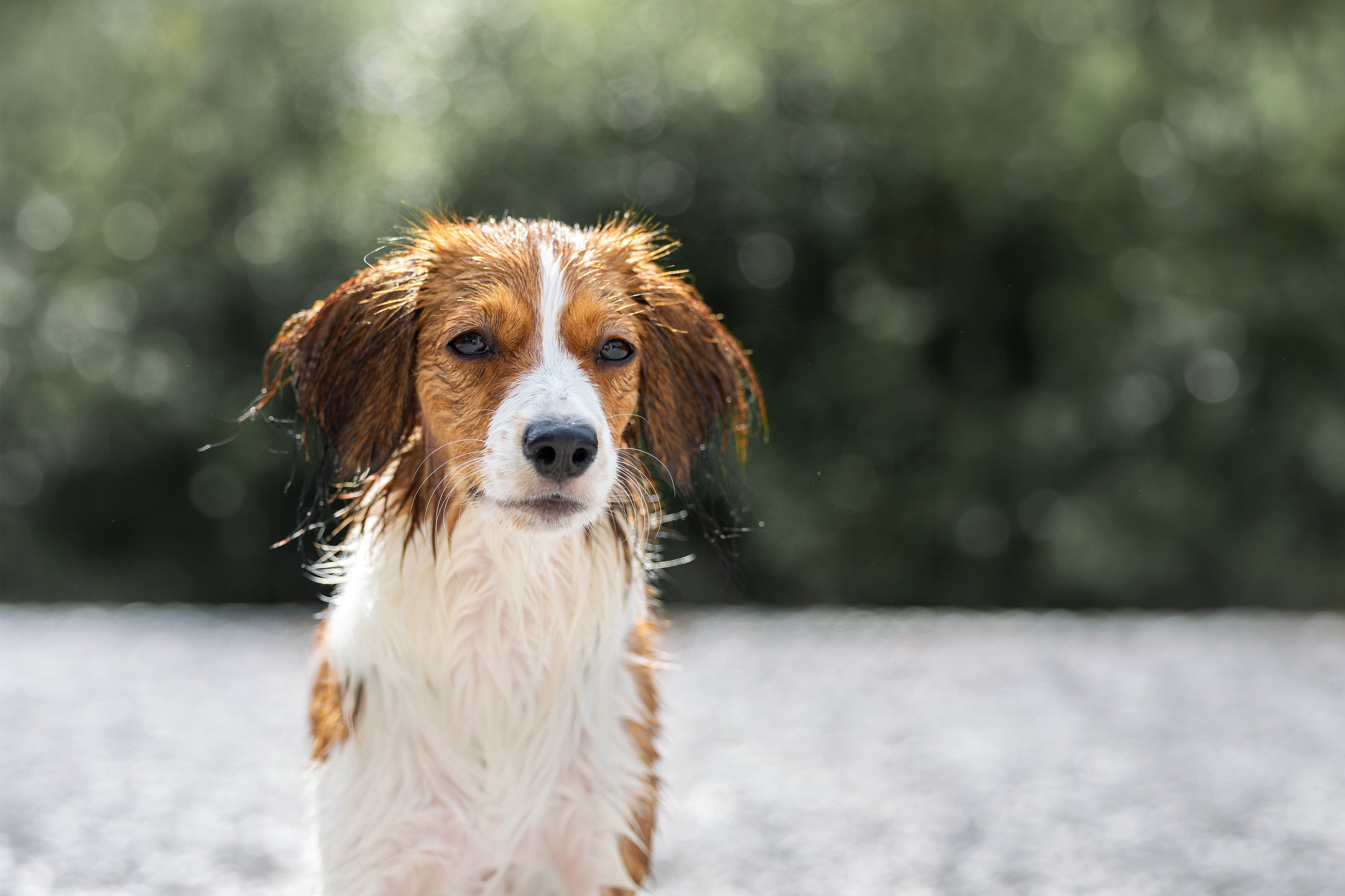 Hund bei einem natürlichen Tiershooting
