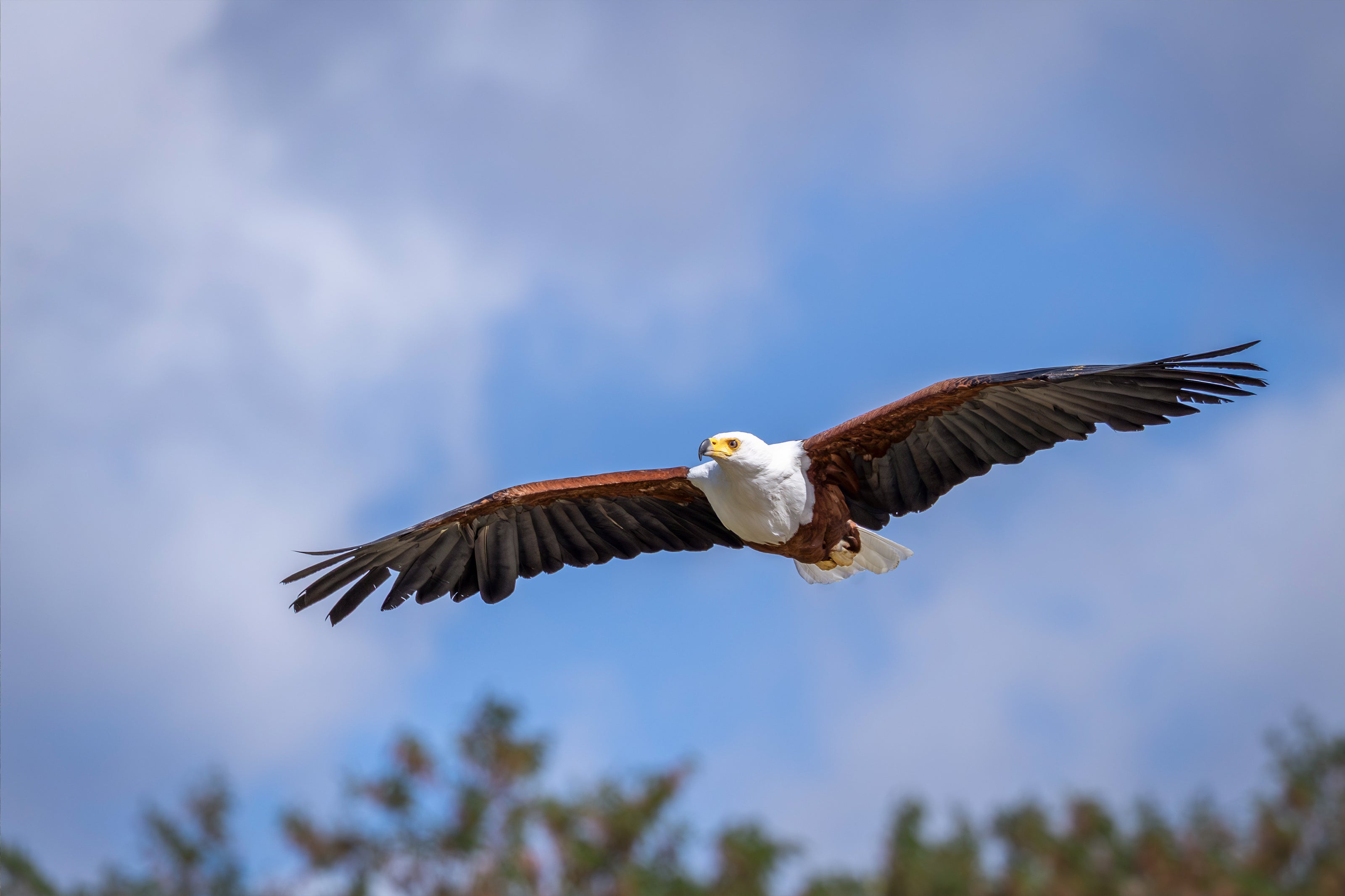 Afrikanischer Schreiseeadler im Flug