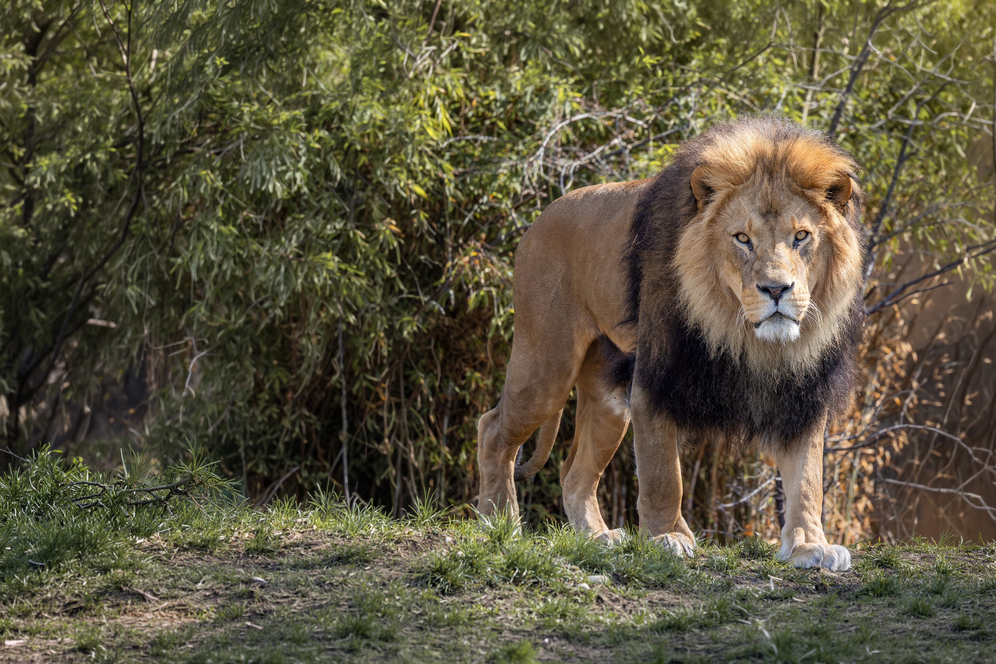 Löwe als ausdrucksstarkes Tierportrait
