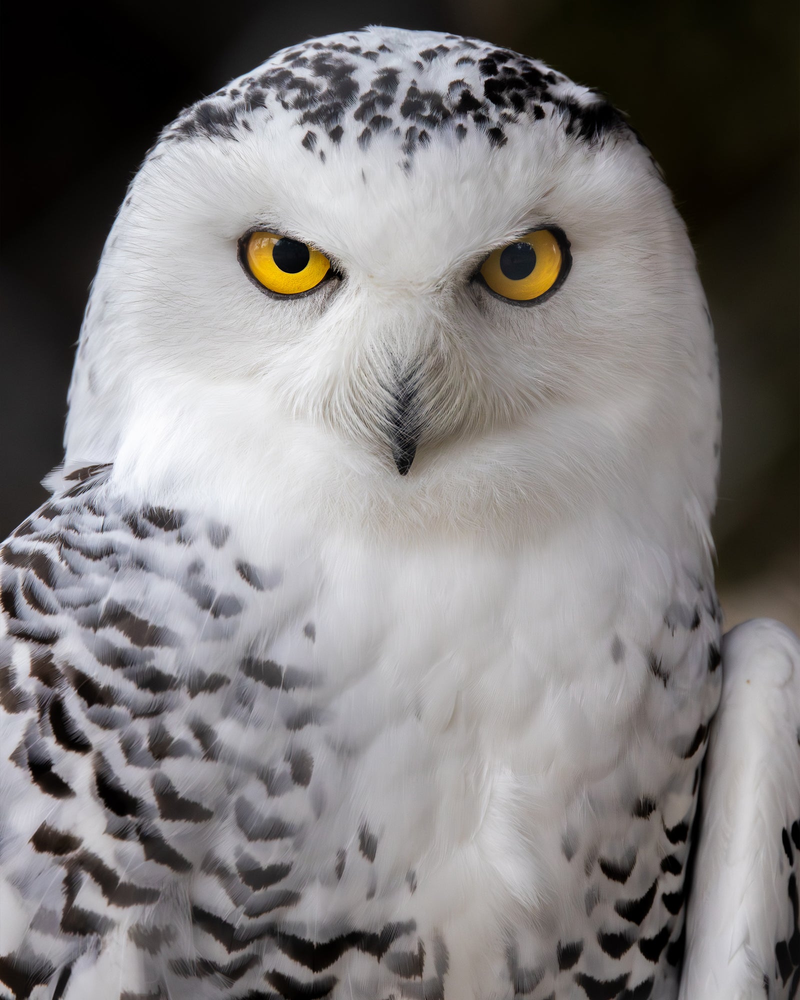 Portrait einer Schneeeule