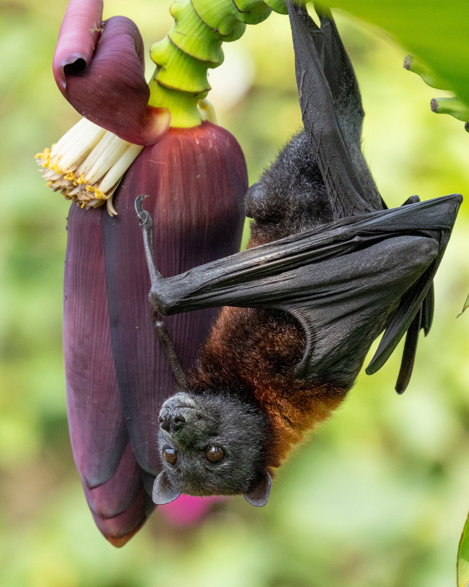Vietnam Flughund als ausdrucksstarkes Tierportrait
