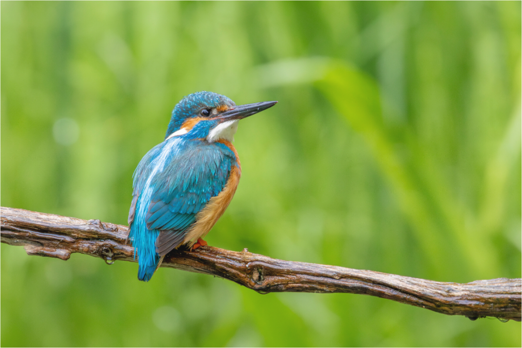 Wildlife Collection