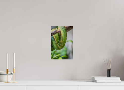 Coiled in Green – Grüner Baumpython als Wandbild, 20 × 30 cm, Fine Art Print auf Alu-Dibond