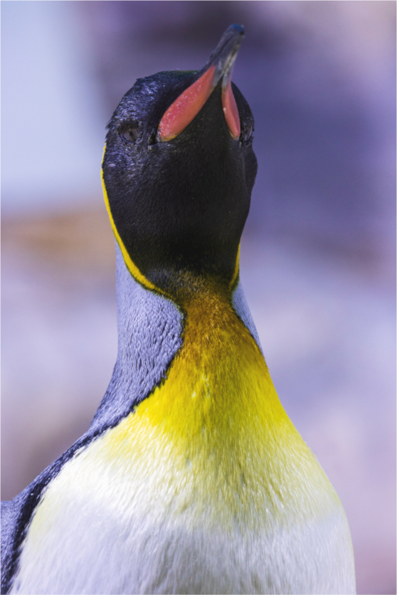 Main image Arctic Majesty