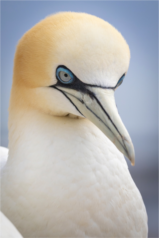 Main image Seabird Majesty
