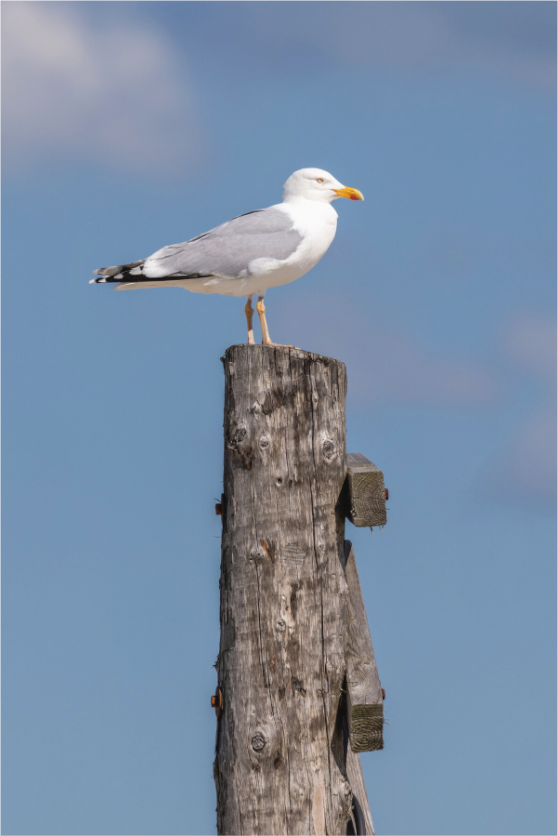 Main image Ocean Guardian