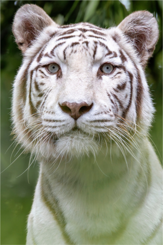 Main image Jungle Phantom