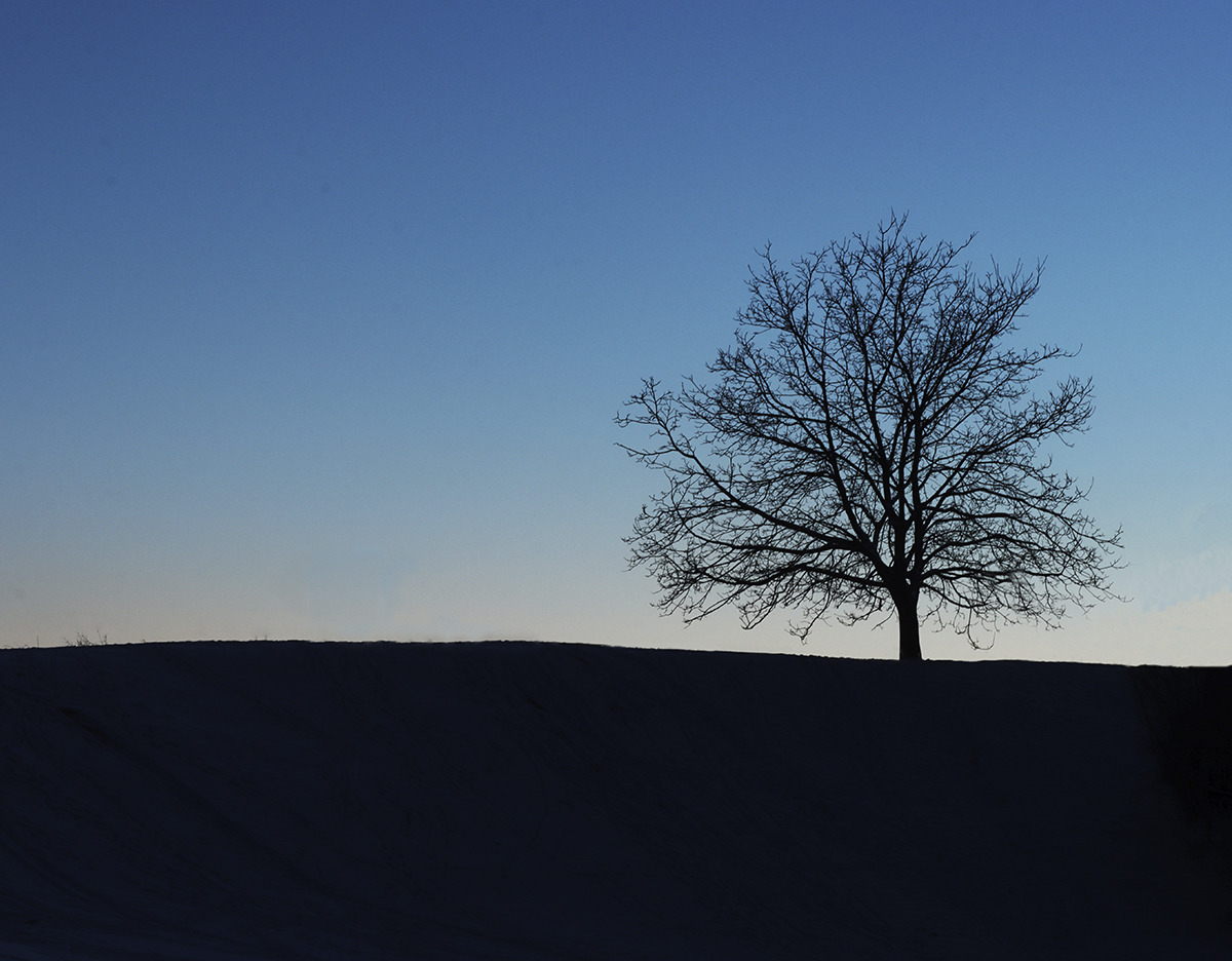 lonely tree baum blaue stunde bluehour